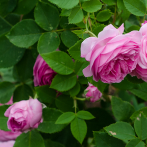 Fleurs roses décoratives en forme de tasse au parfum très sucré.
